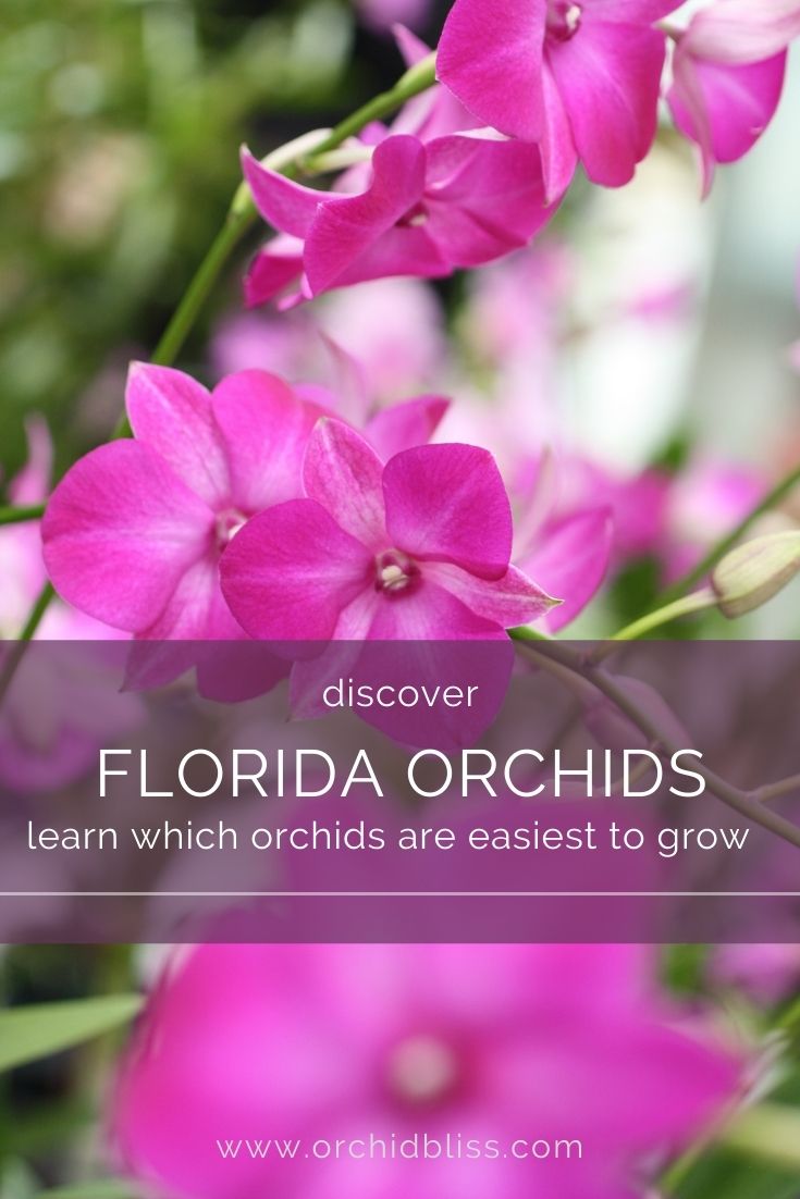 top orchids to grow in Florida
