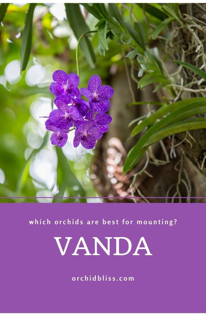vanda orchids - great mounted orchid
