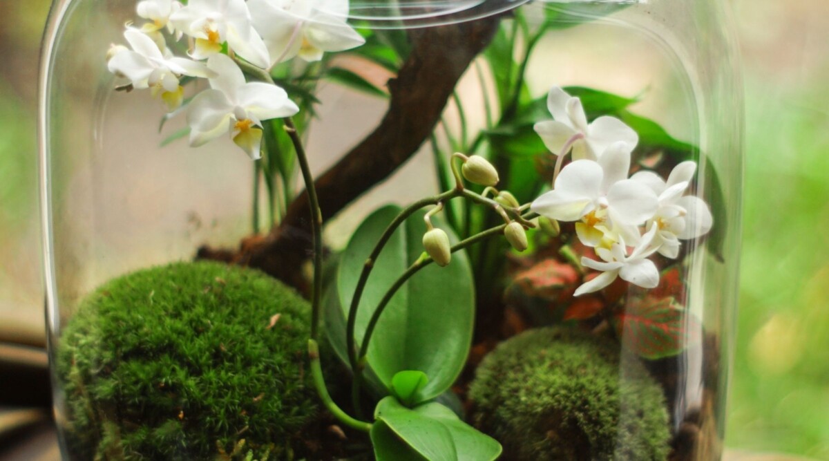 very best orchids for terrariums