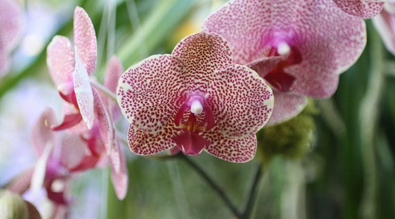 How To Identify Orchids The Comprehensive Guide Orchid Bliss 