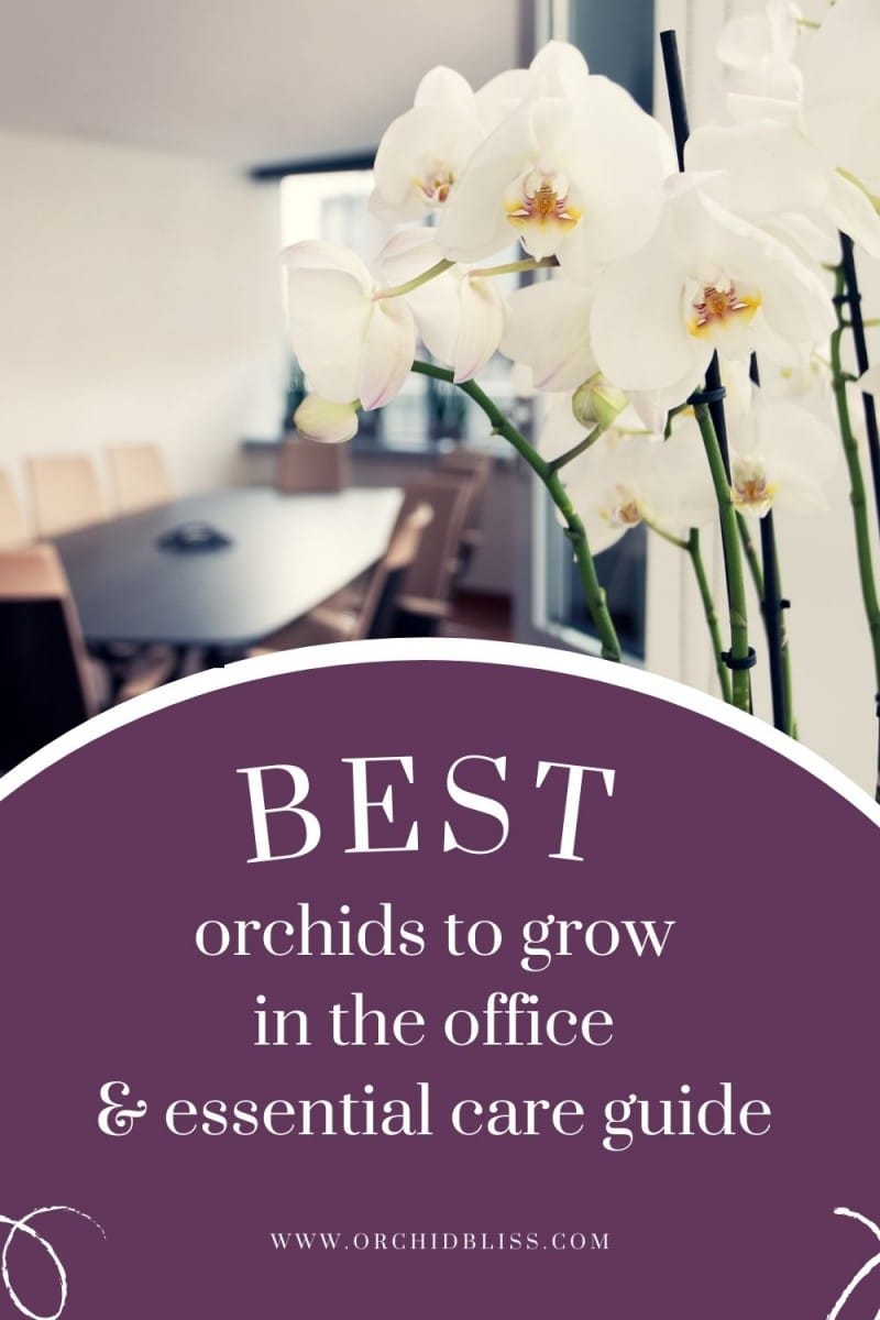 caring for orchid in the office