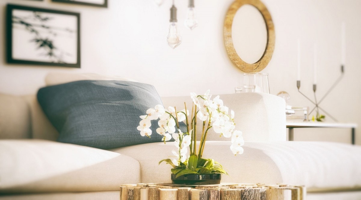 How To Care for Orchids Indoors