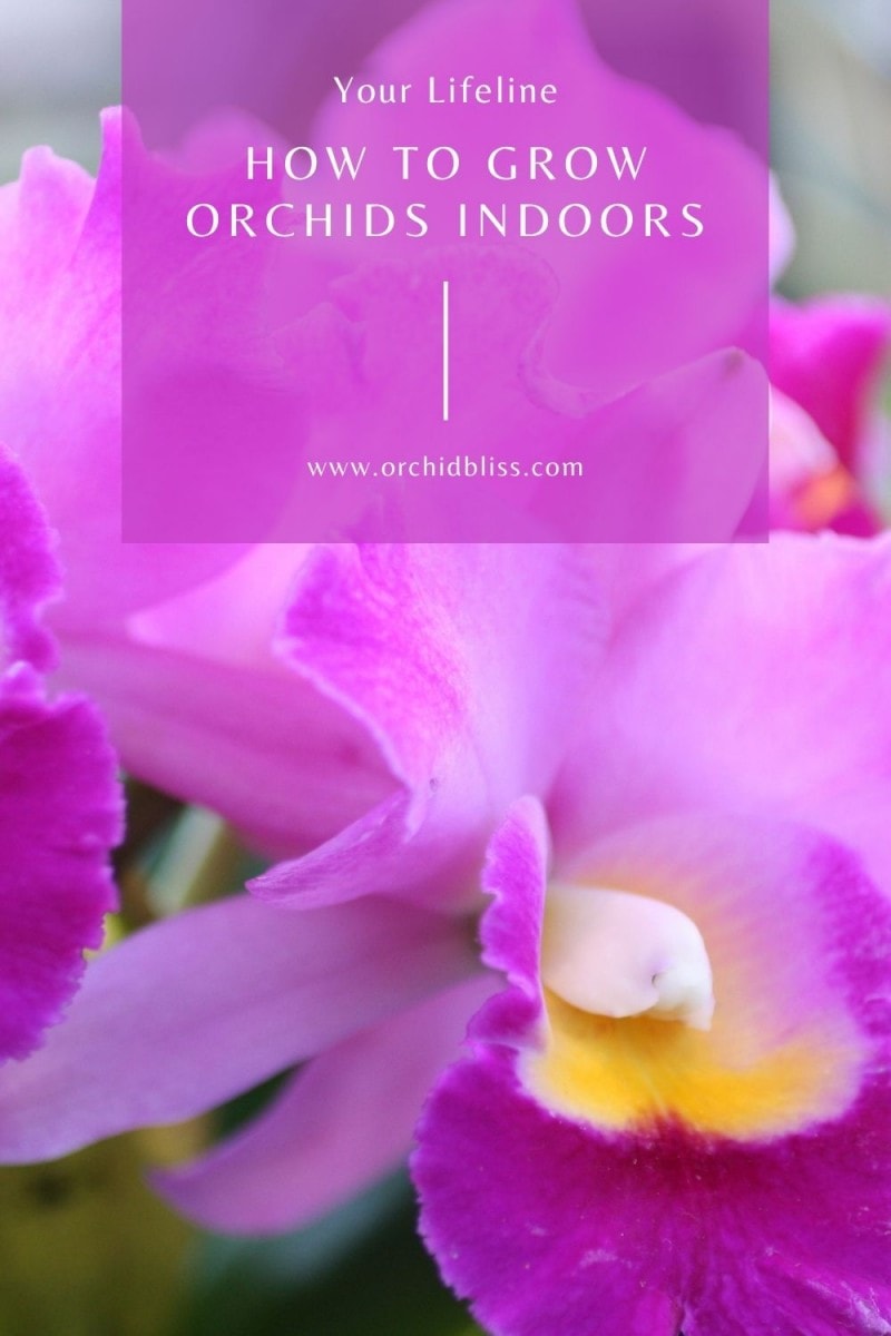 orchids - indoor care
