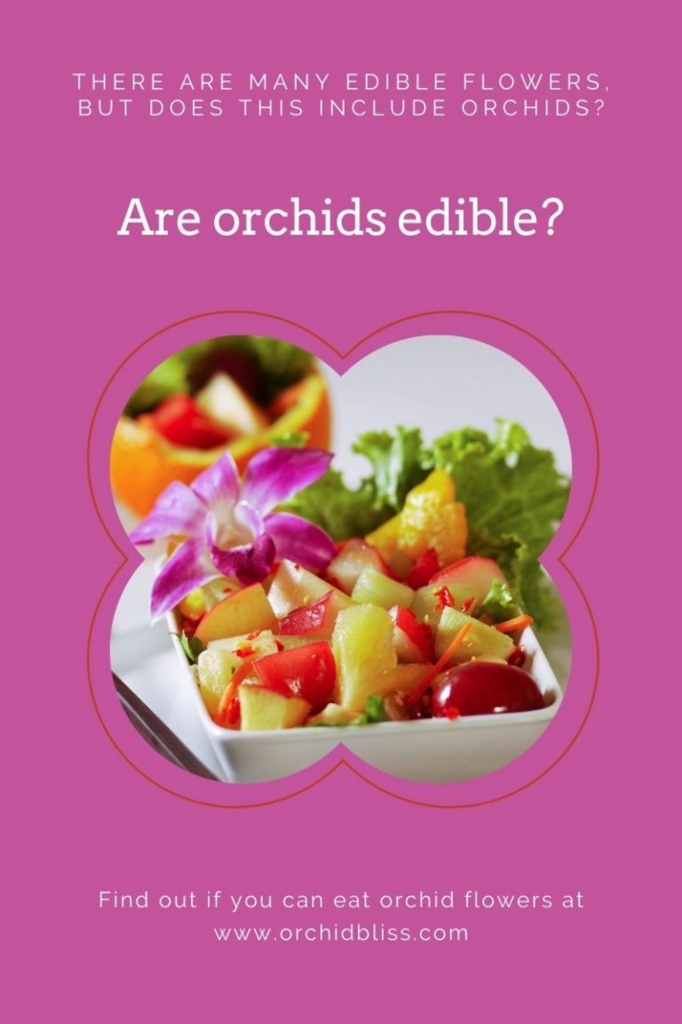 Are Orchids Edible? Here’s What You Need To Know Orchid Bliss