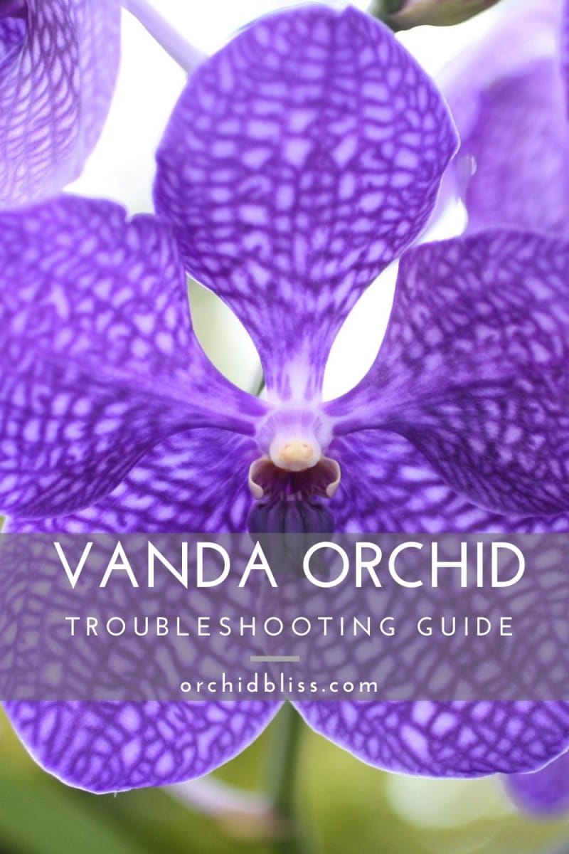 care guide vanda orchids