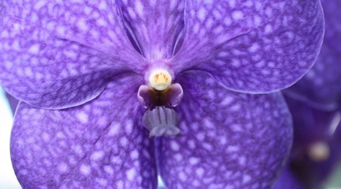 8 Tips For Caring For Vanda Orchids - Orchid Bliss