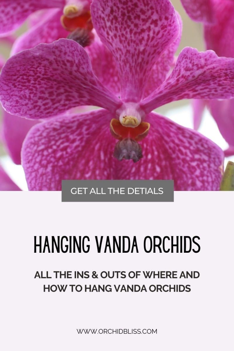 where to hang vanda orchids