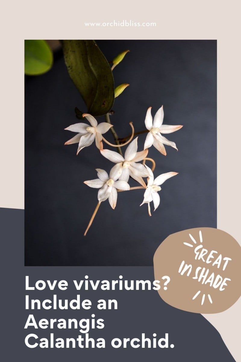 Aerangis Calantha - plants for vivariums