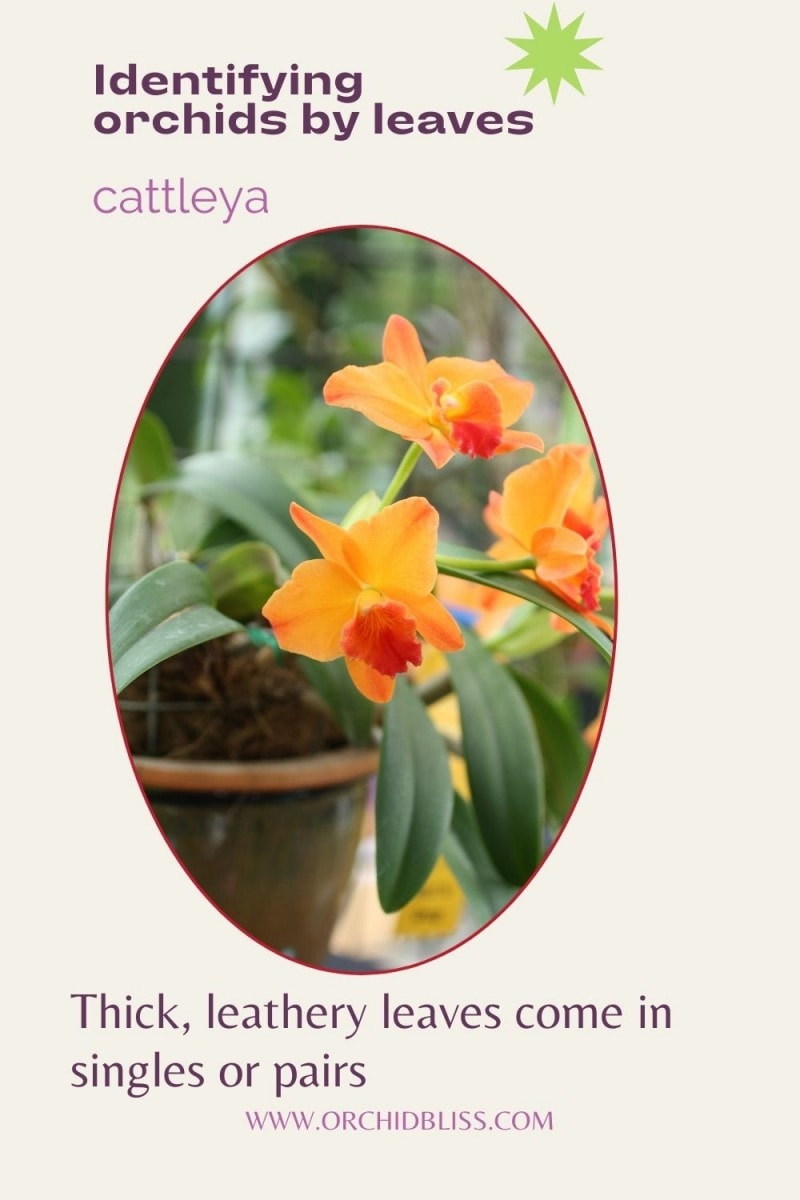 cattleya - leaves - thick leathery come single or pairs