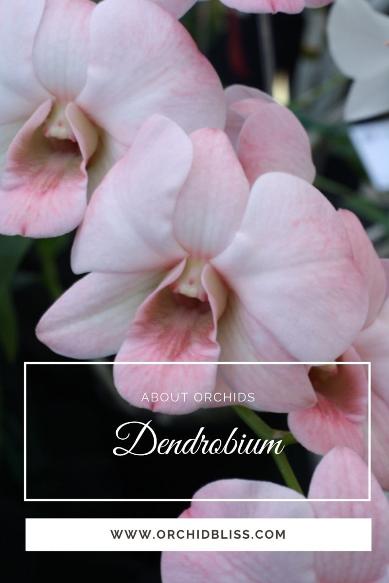 dendrobium phalaenopsis orchids - identify