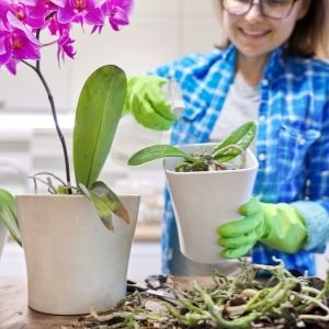 repotting orchids