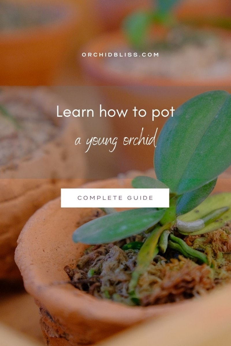 how to pot a young orchid