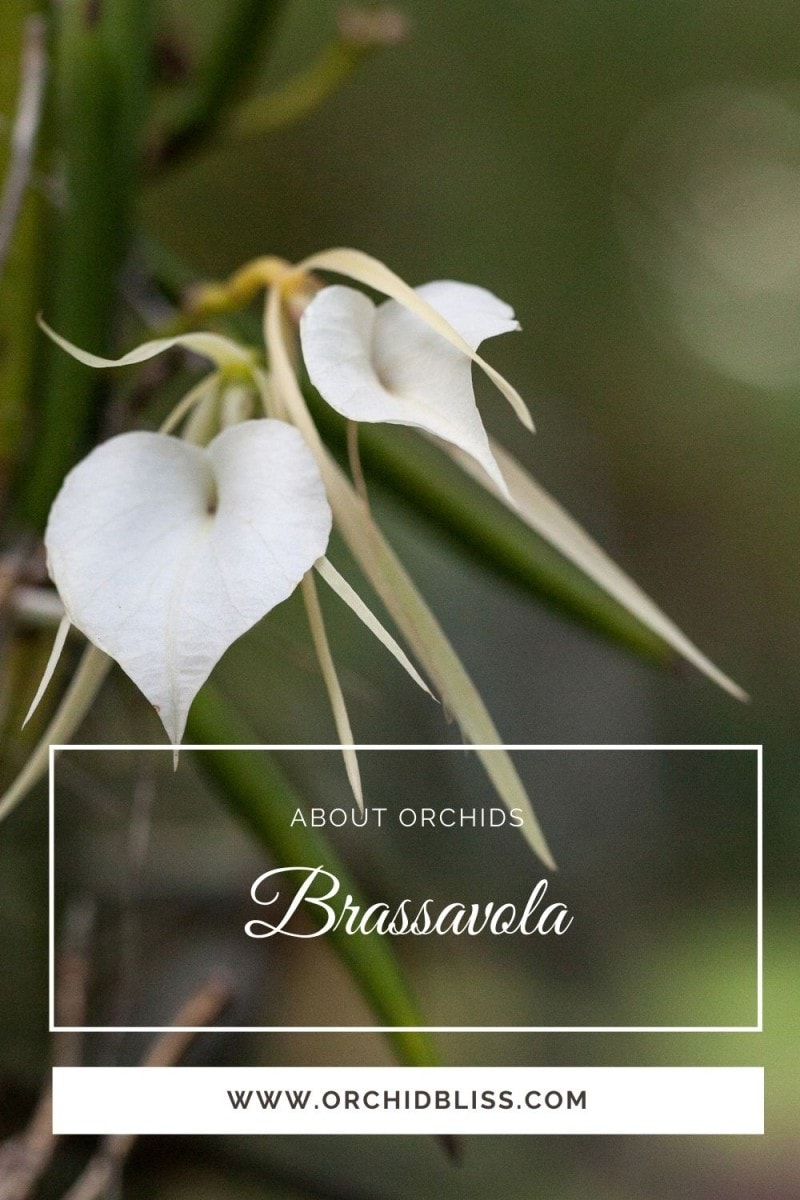 identifying brassavola orchids