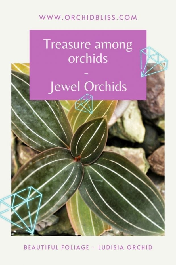 Jewel Orchid Care The Complete Guide Orchid Bliss