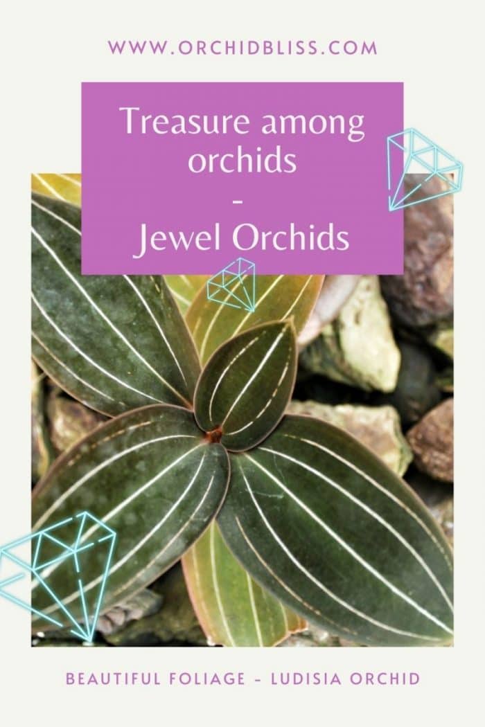 Jewel Orchid Care - The Complete Guide - Orchid Bliss