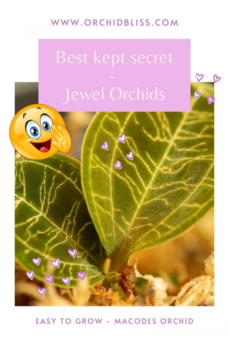 Jewel Orchid Care The Complete Guide Orchid Bliss