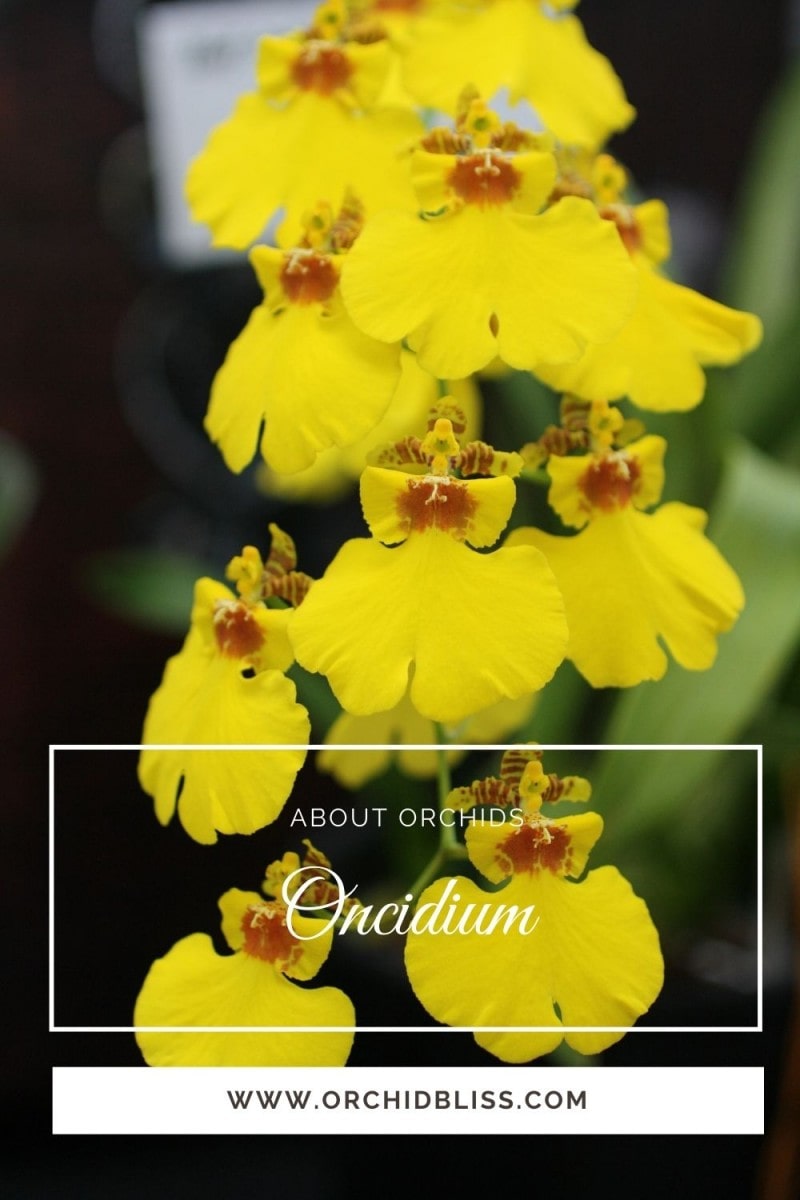 oncidium orchids - dancing lady orchid