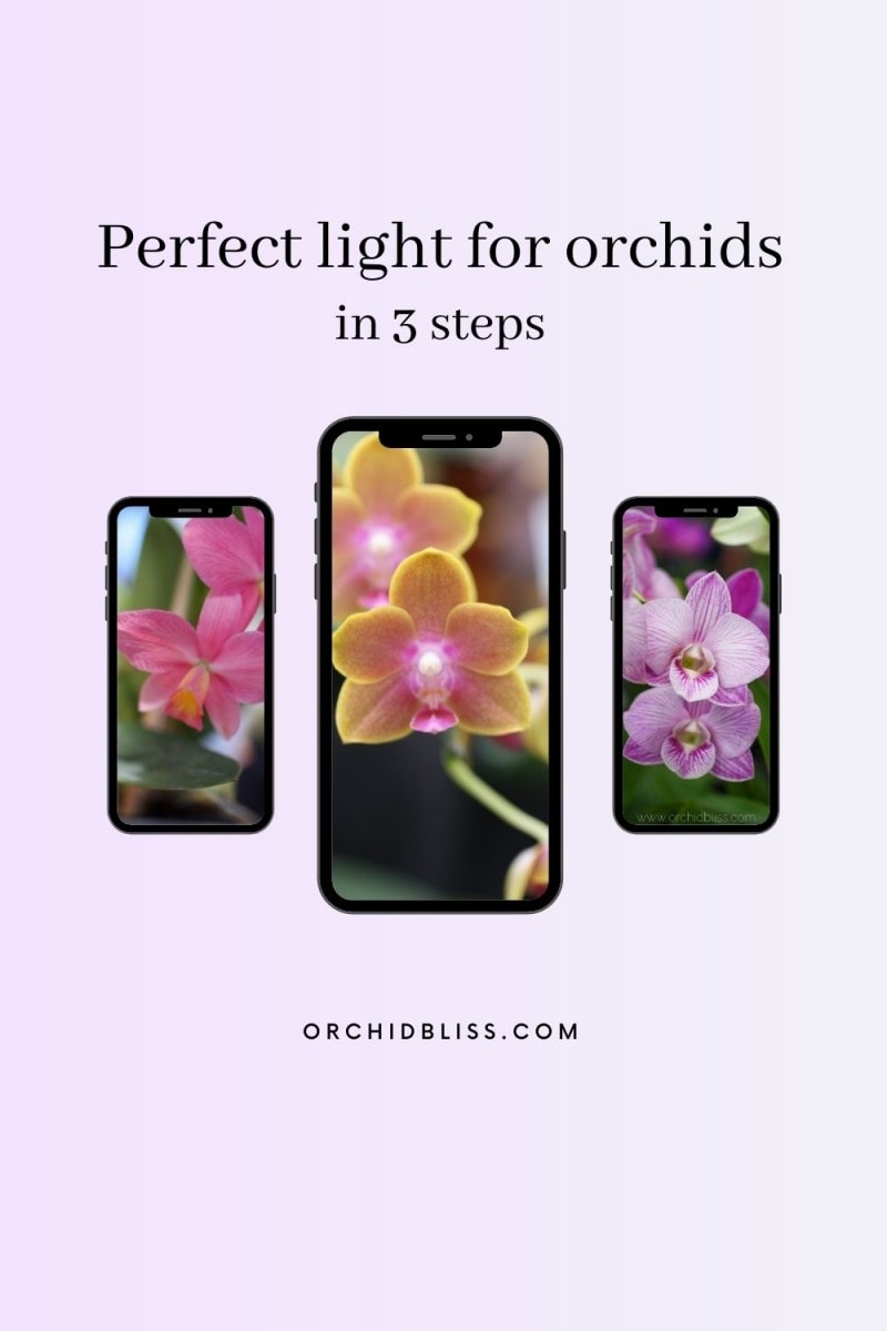 orchid lighting