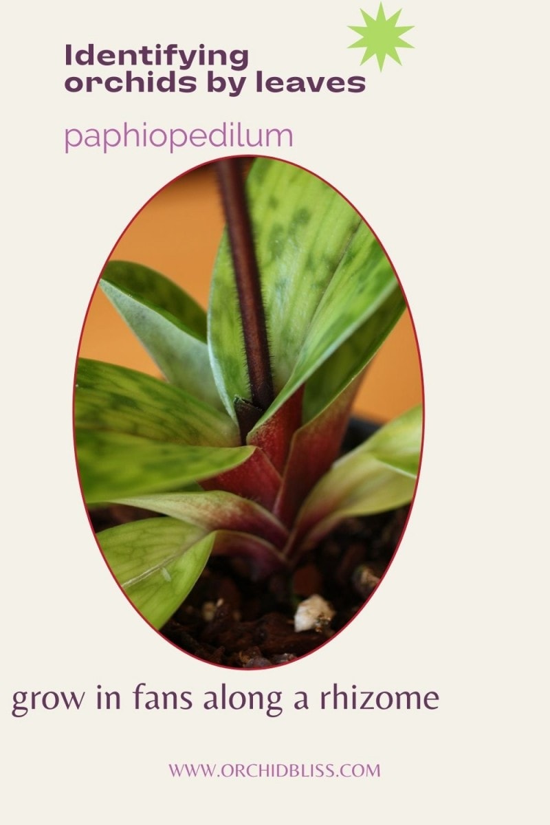paphiopedilum grow in a fan