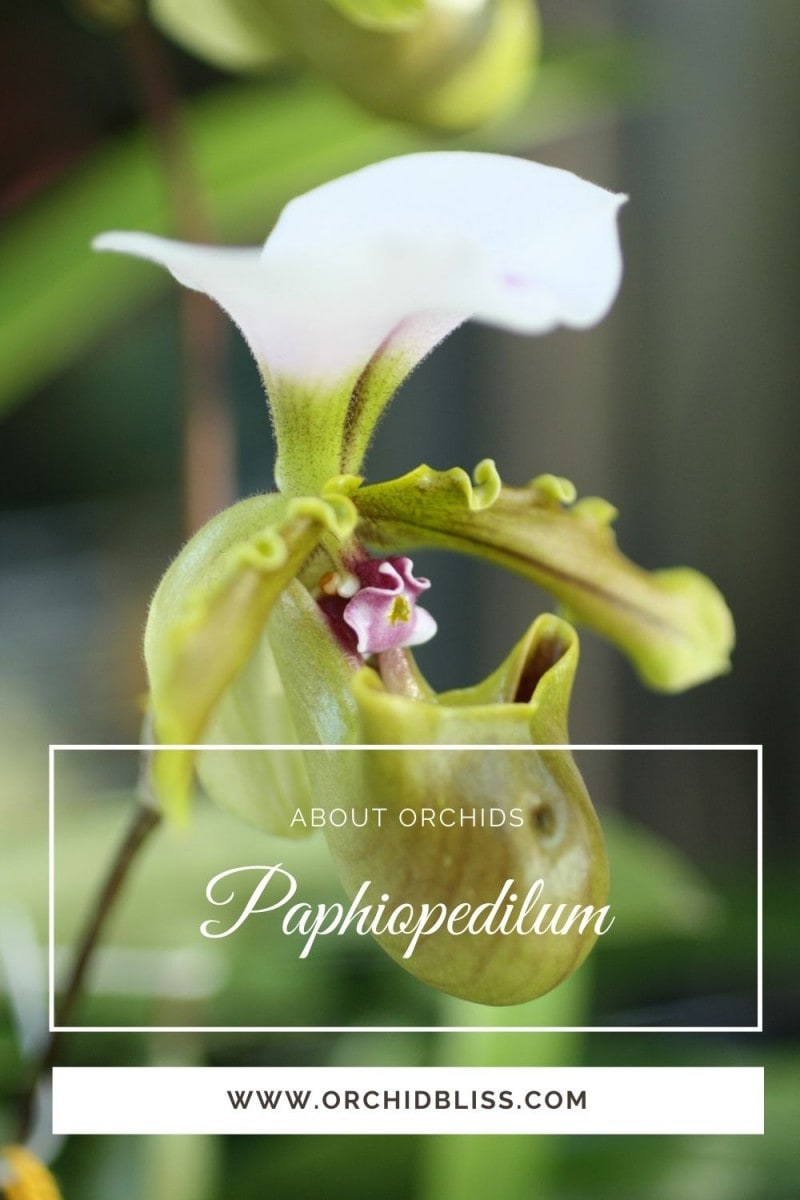 paphiopedilum - lady slipper orchid