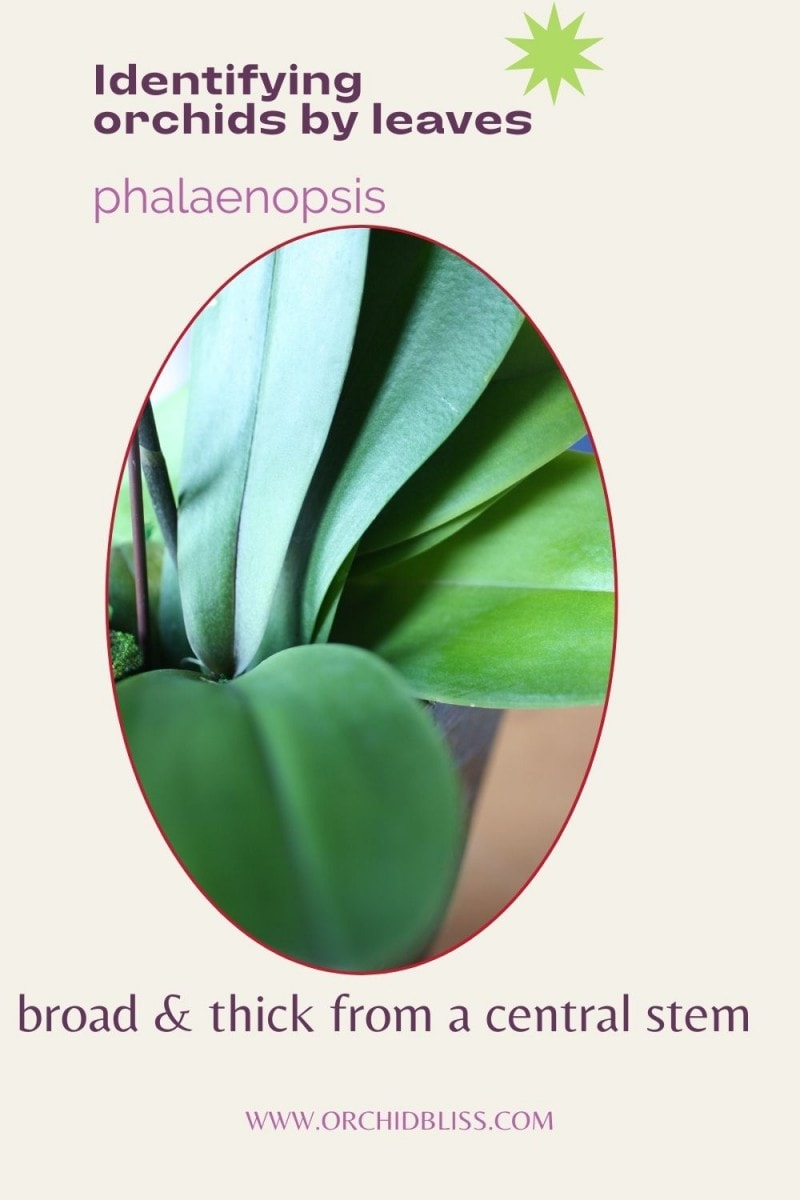 phalaenopsis leaves - thick, broad central stem