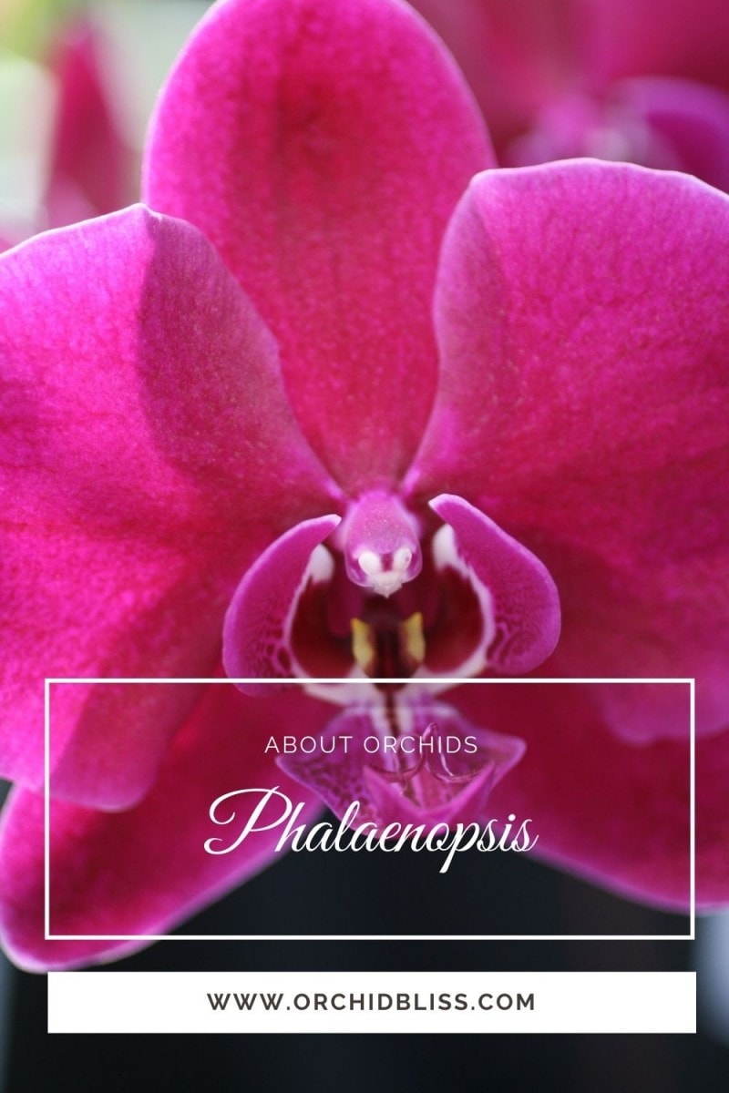 phalaenopsis orchid - moth orchid - identify