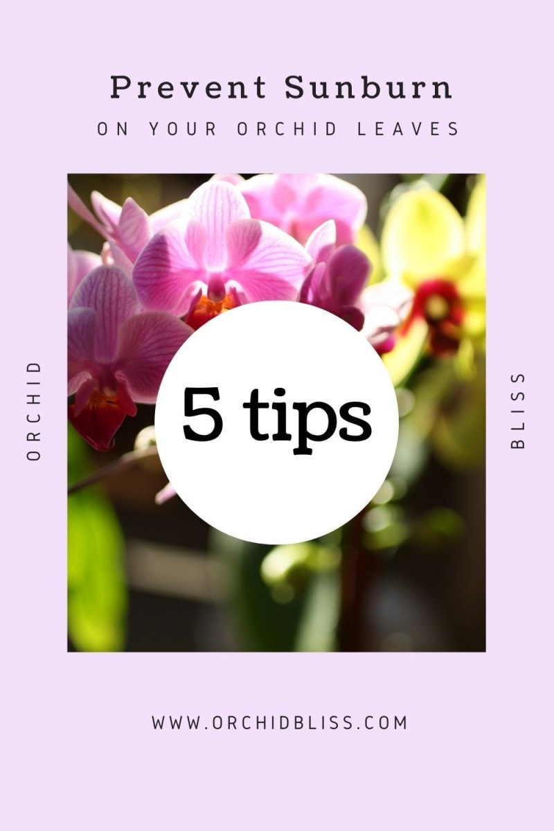 prevent sunburn - orchid leaves