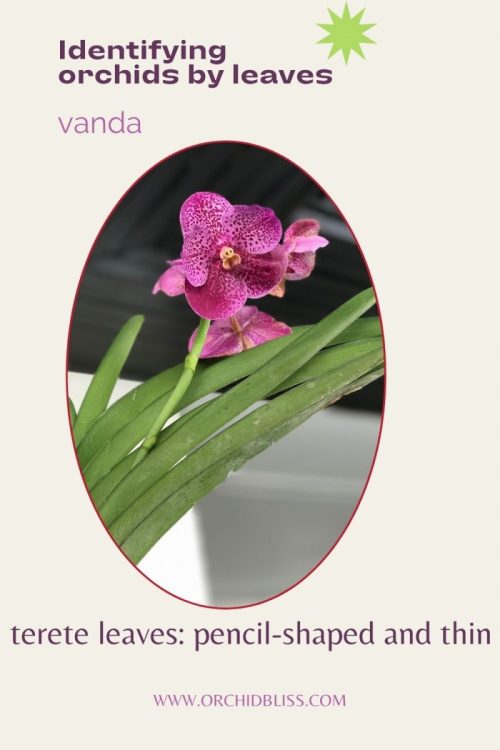 How to Identify Orchids: The Comprehensive Guide - Orchid Bliss