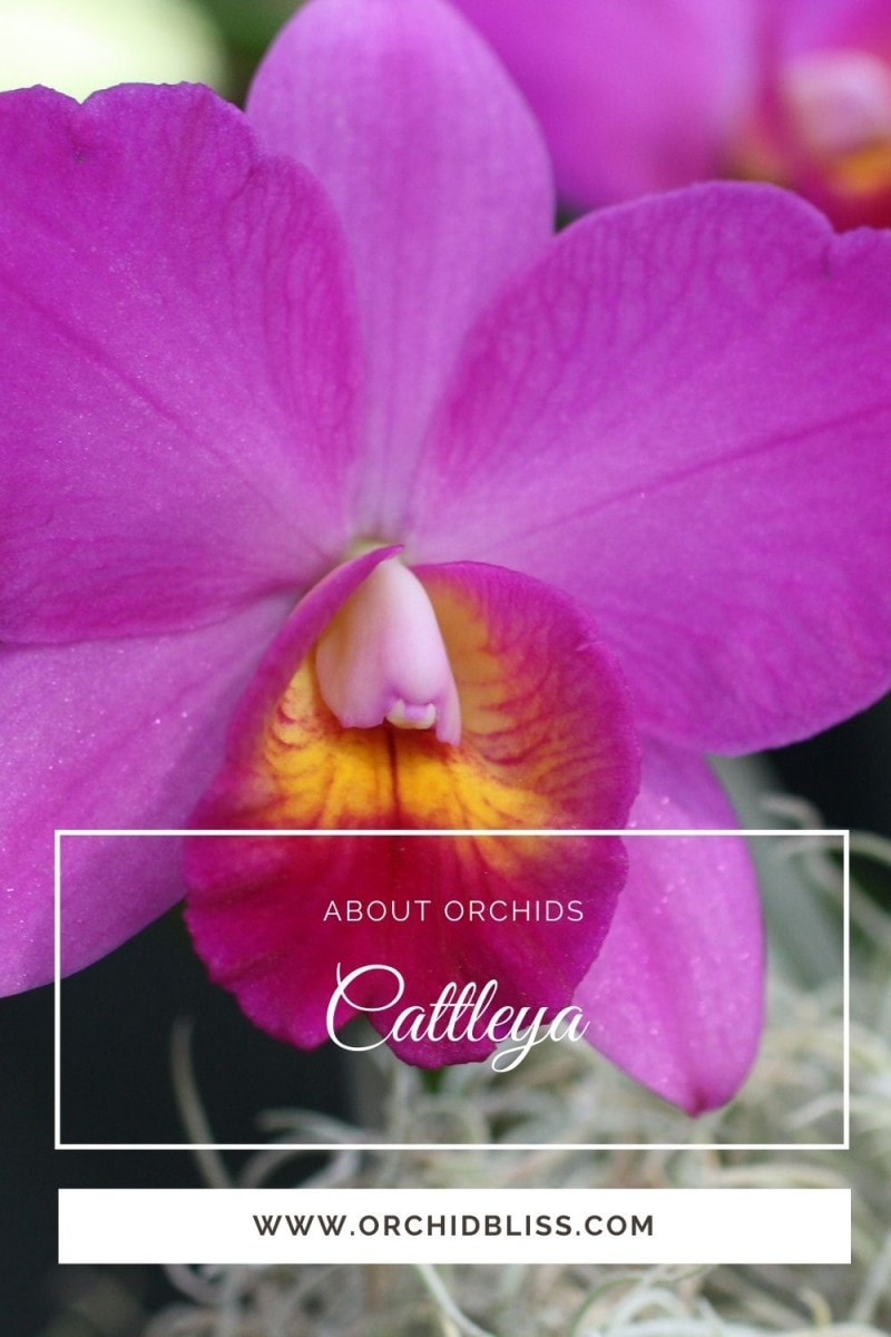 what cattleya orchids look like