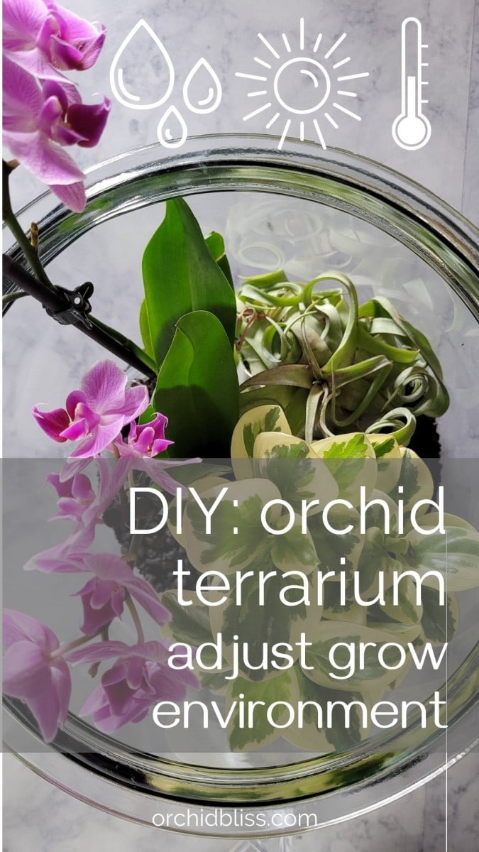 How To Create an Orchid Terrarium: The Ultimate Guide - Orchid Bliss