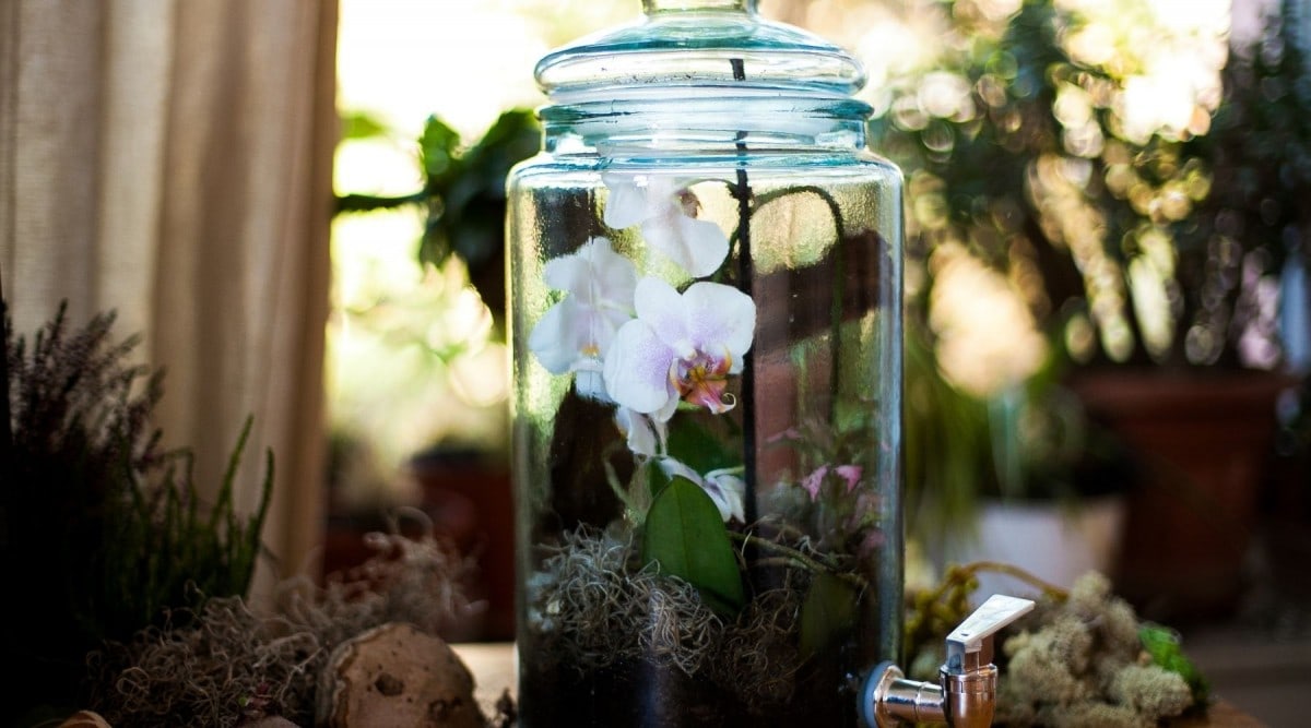 Orchid Terrariums - How Did You Make This?