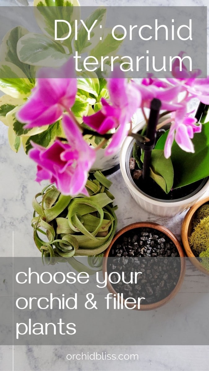 how to choose plants for your orchid terrarium