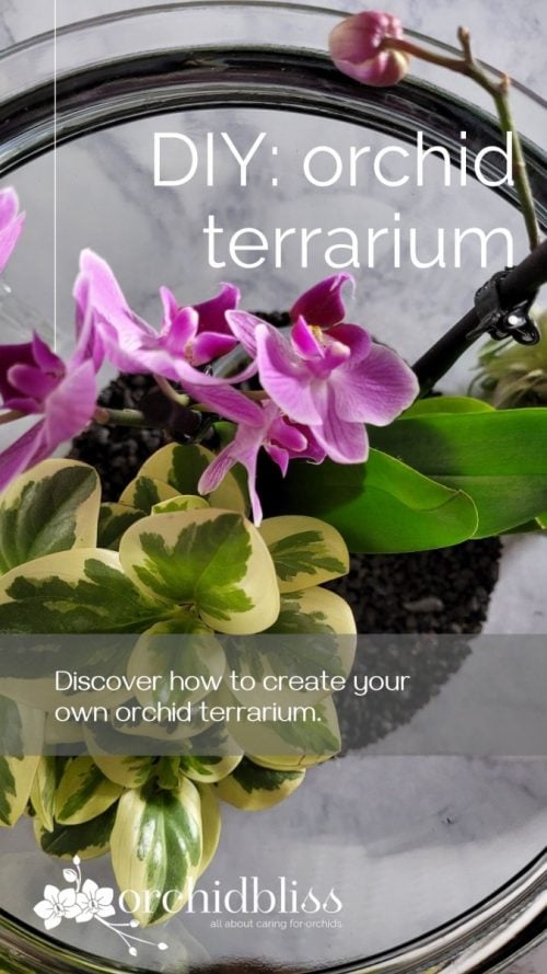 How To Create An Orchid Terrarium The Ultimate Guide Orchid Bliss 1225