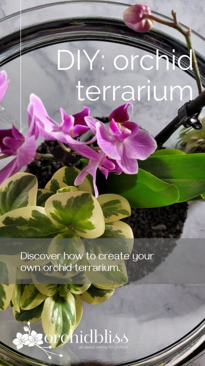 how to create your own orchid terrarium