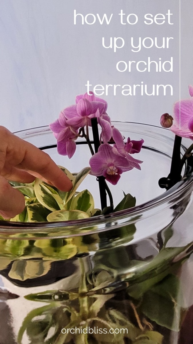 set up orchid terrarium