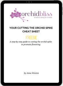 YOUR CUTTING THE ORCHID SPIKE CHEAT SHEET