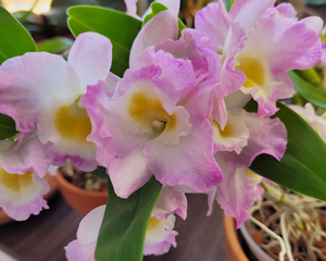 dendrobium - care card