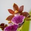 zygopetalum - purple