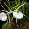 brassavola