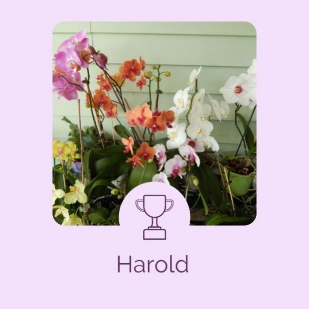 Harold - orchids - beyond expectations