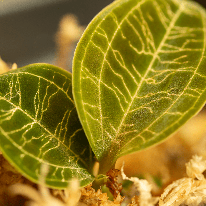 jewel orchid - fancy leaves