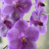 vanda