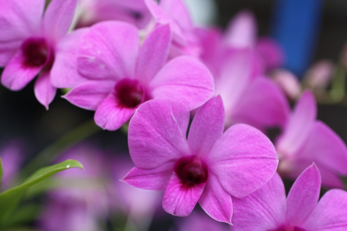 orchid buds online community