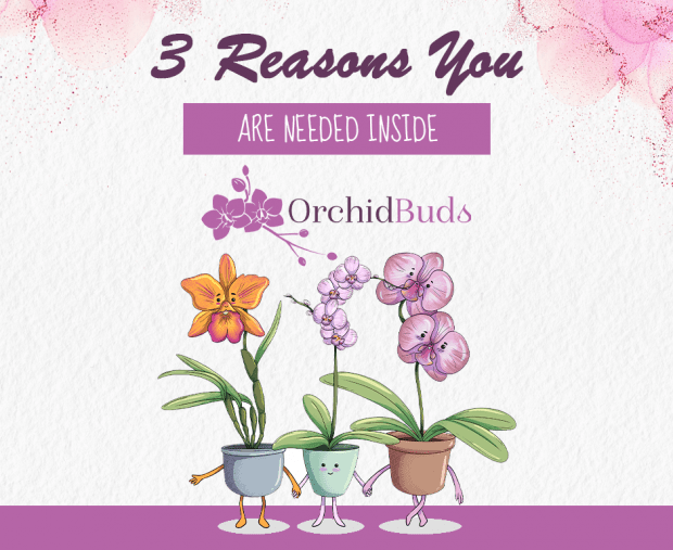 3 reasons - join orchid buds