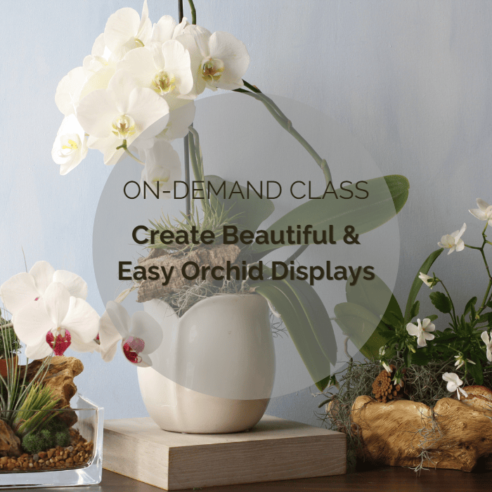 Create Beautiful & Easy Orchid Displays Class - Orchid Bliss