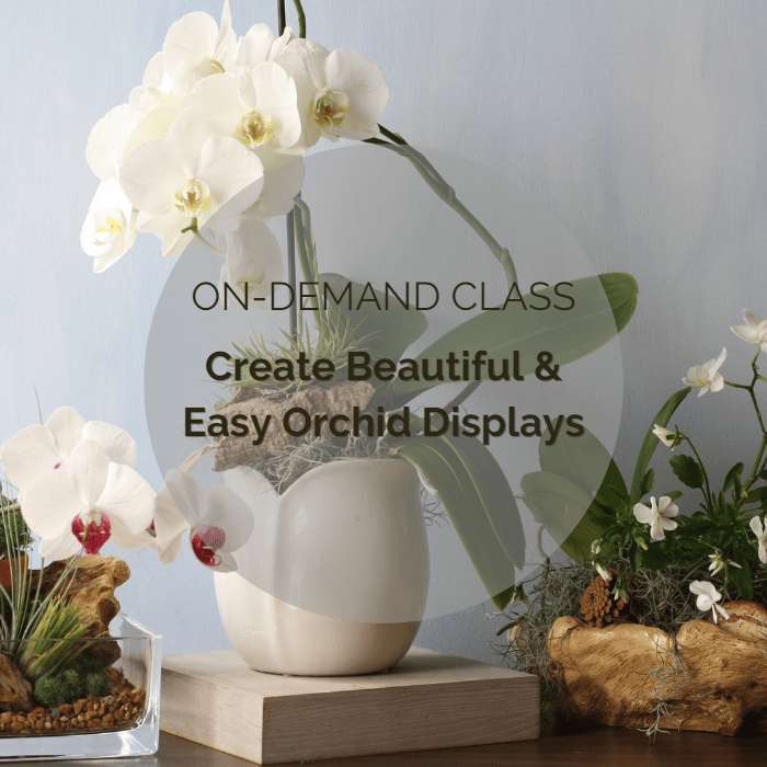 on-demand class - create beautiful and easy orchid displays