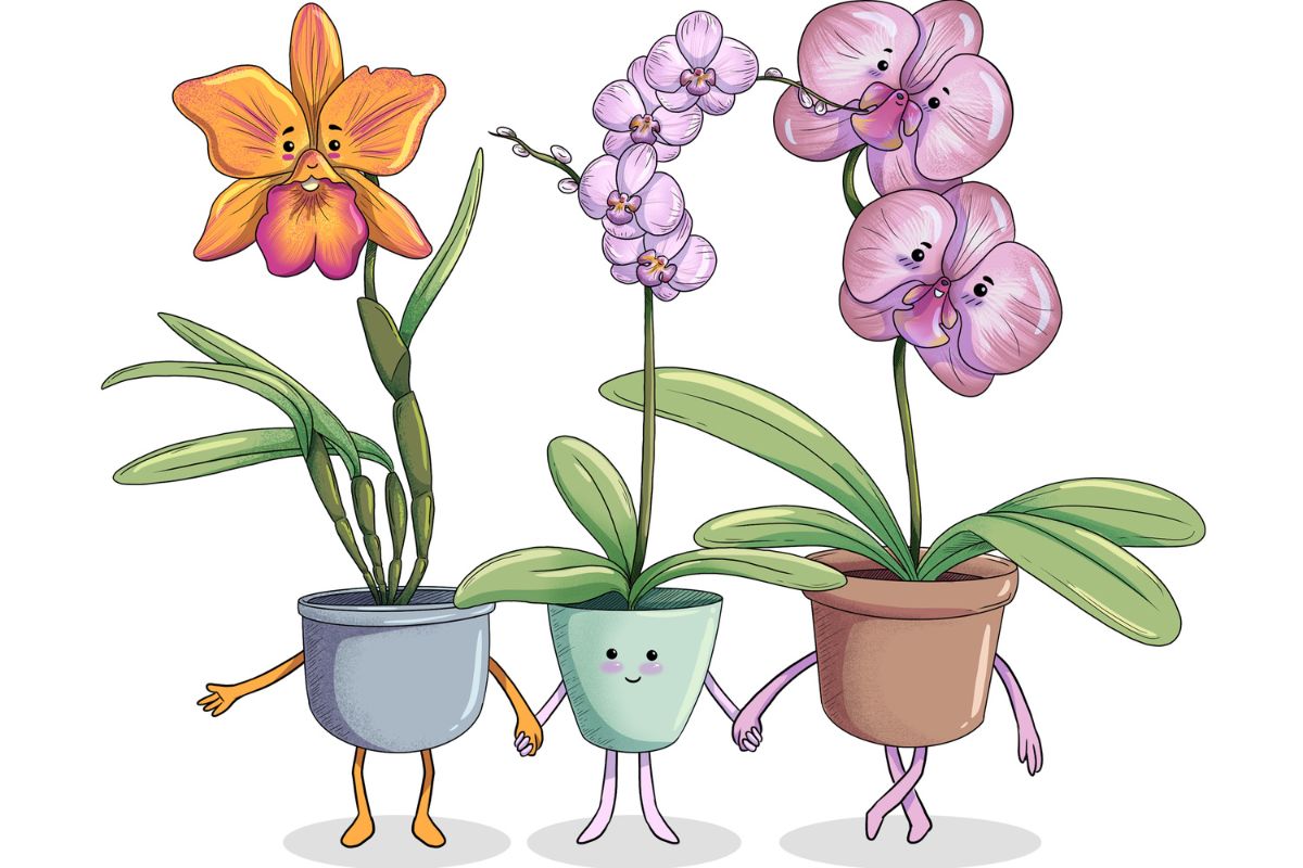 ORCHID BUDS