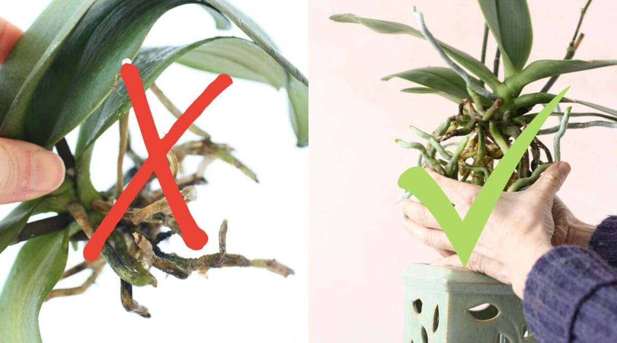 not this - Grow orchids like this with healthy roots