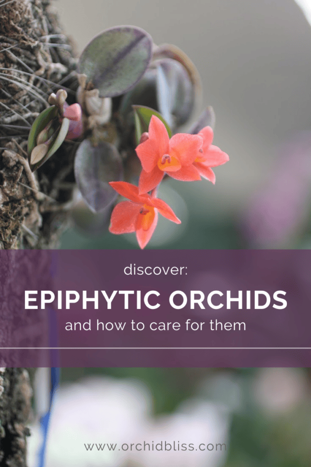 caring for epiphytic orchids