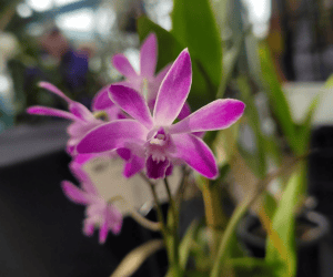 epiphytic orchids - Dendrobium